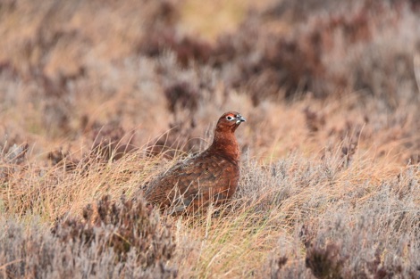 Red grouse Langholm Moor